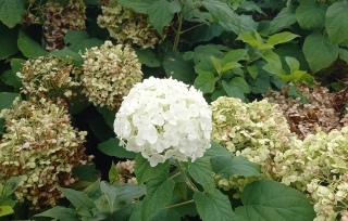 �V�����s12